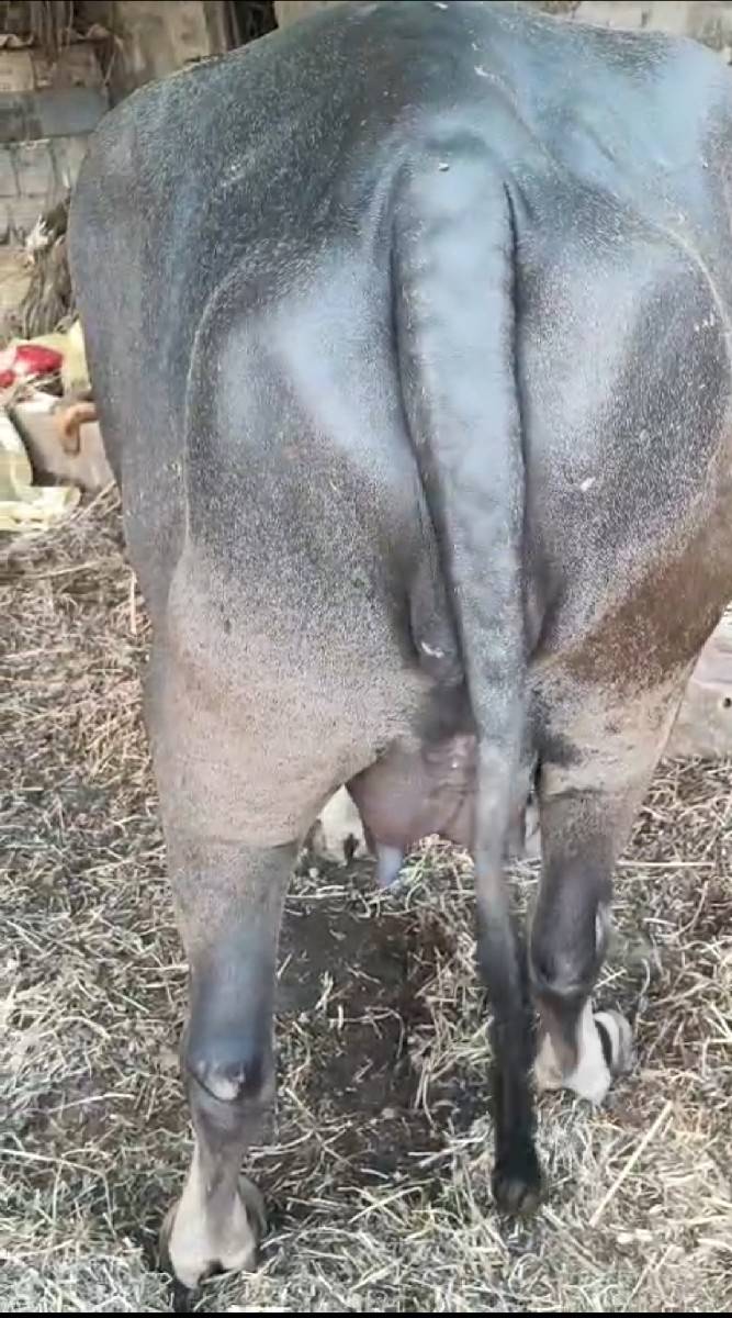 ભેસ વેસવાની છે