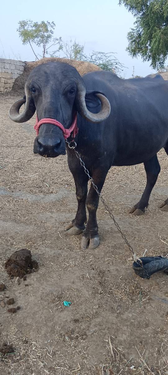 પહેલું વેતર ખડેલી