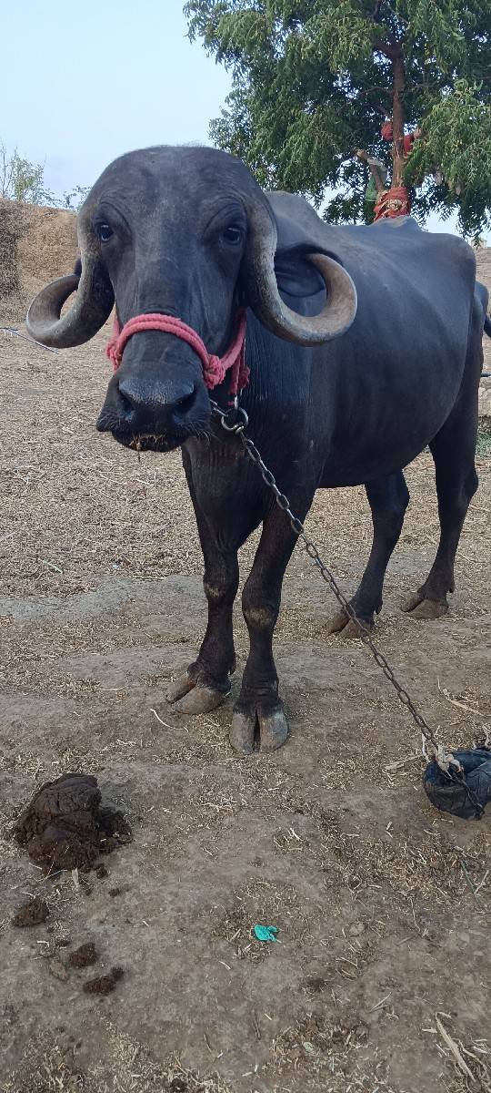 પહેલું વેતર ખડેલી