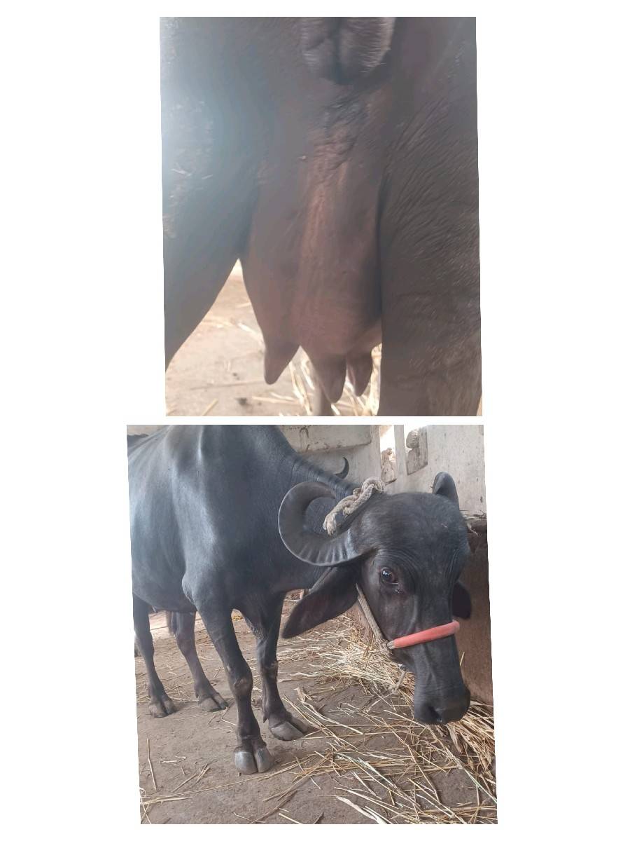 ભેશ..વેચવાની છે
