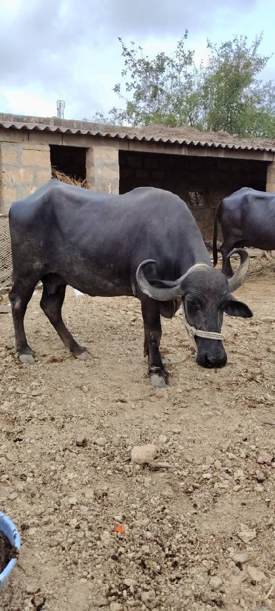 ભેસ વેચવાની છે