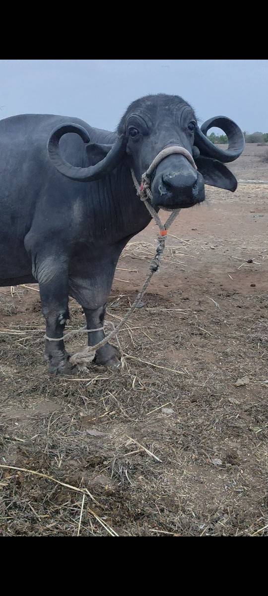 ભેંસ વેચવાની છે