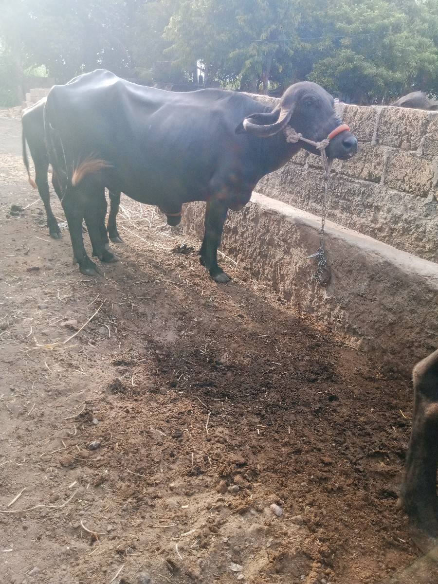 ખડેલી
