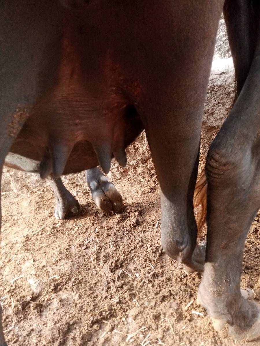 ખડેલી