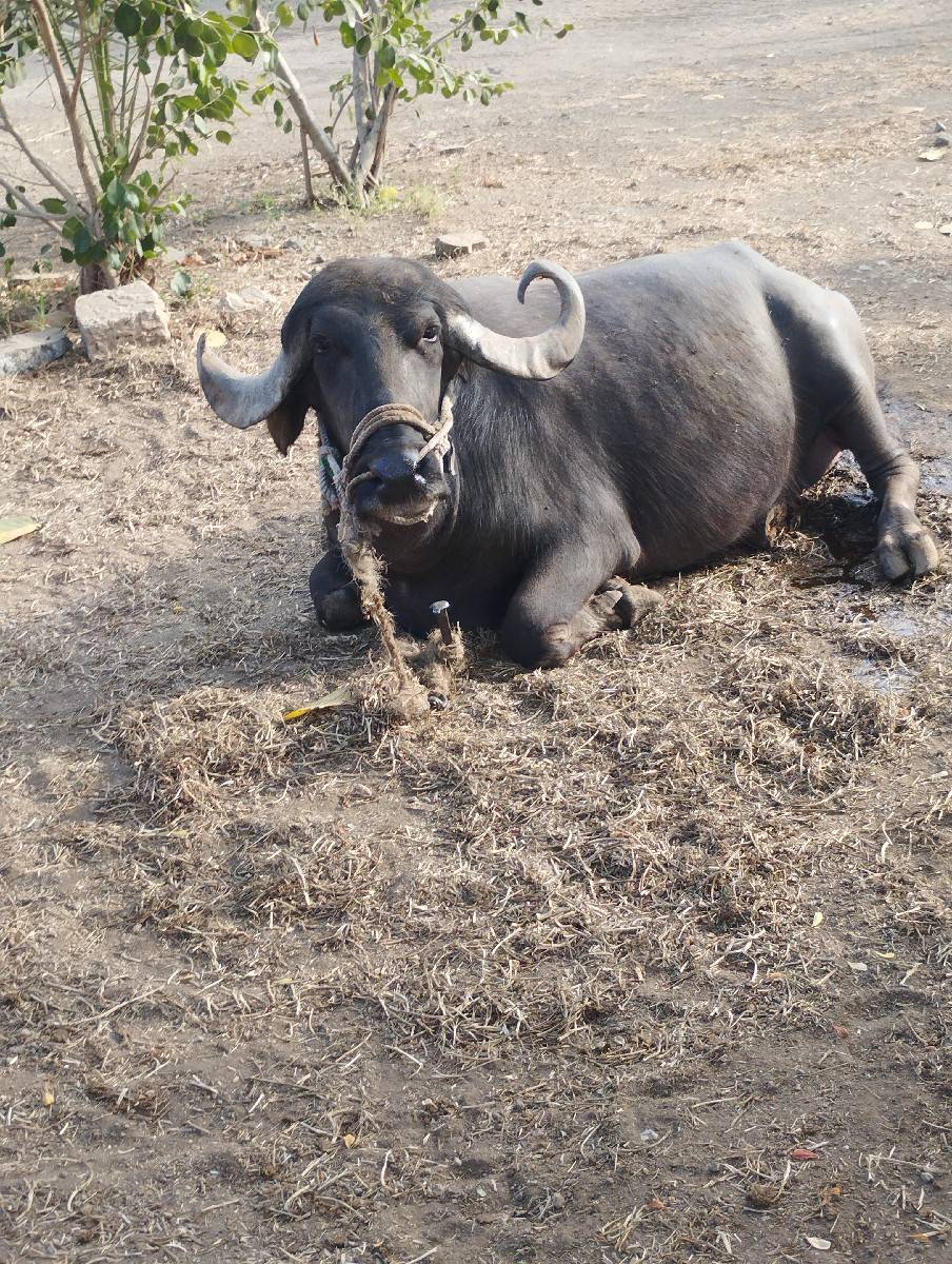 ભેસ વેચવાની છે.