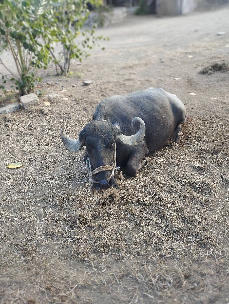 ભેસ વેચવાની છે.