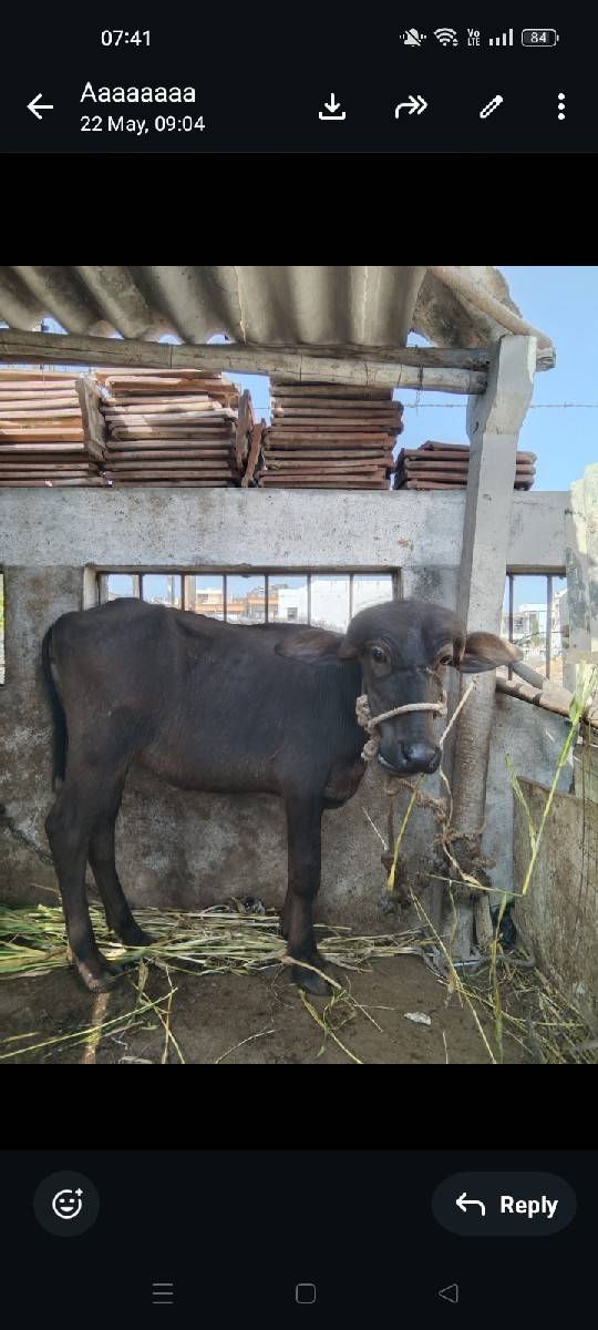 પાડી સારા વેલા ની છે