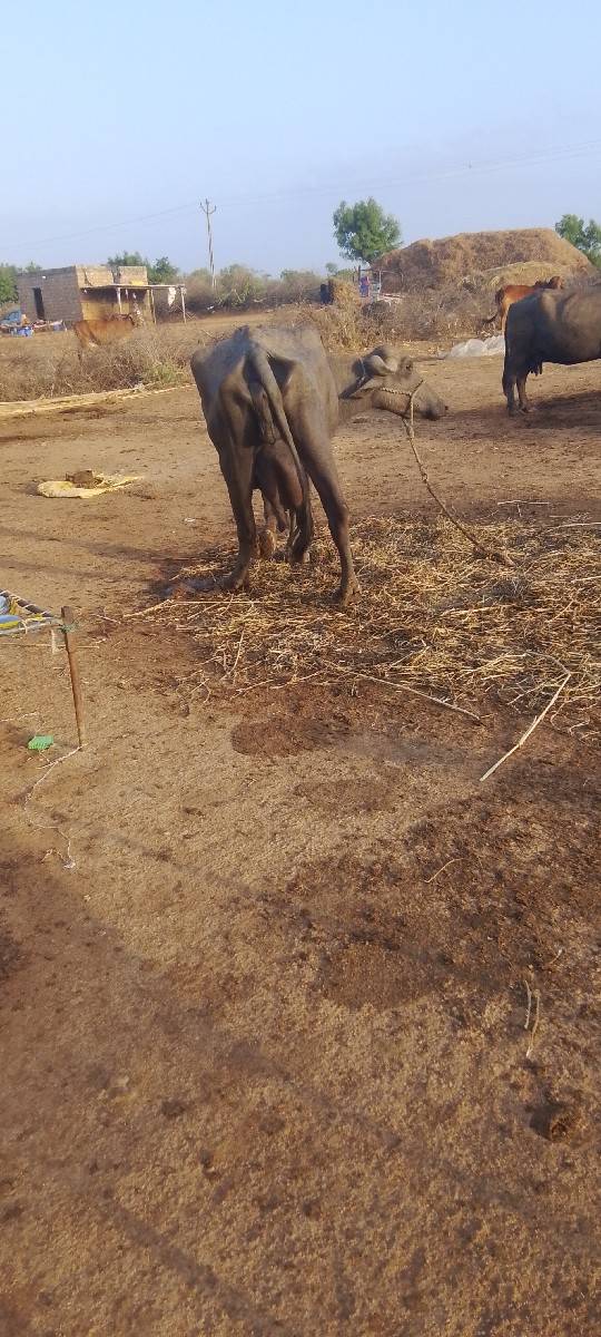 ભેંસ વેચવાની છે