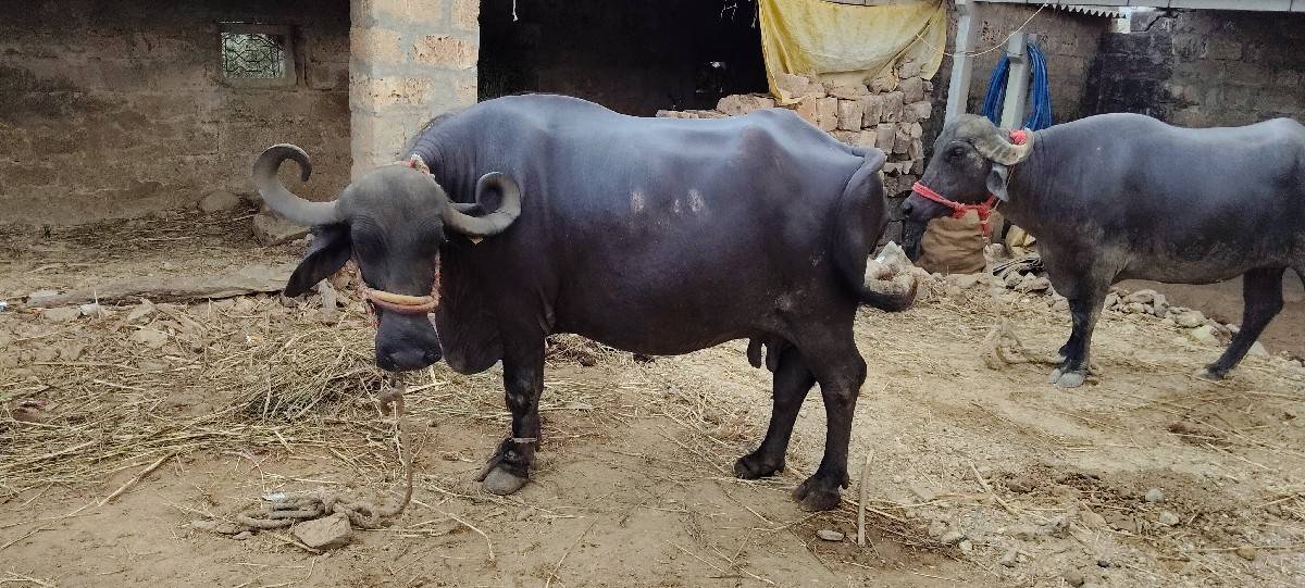ભેંસ વેચવાની છે