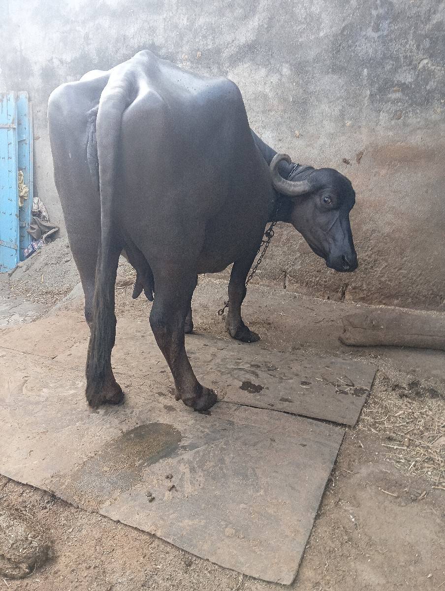 ભેંસ વેચવાની છે વેતર 3