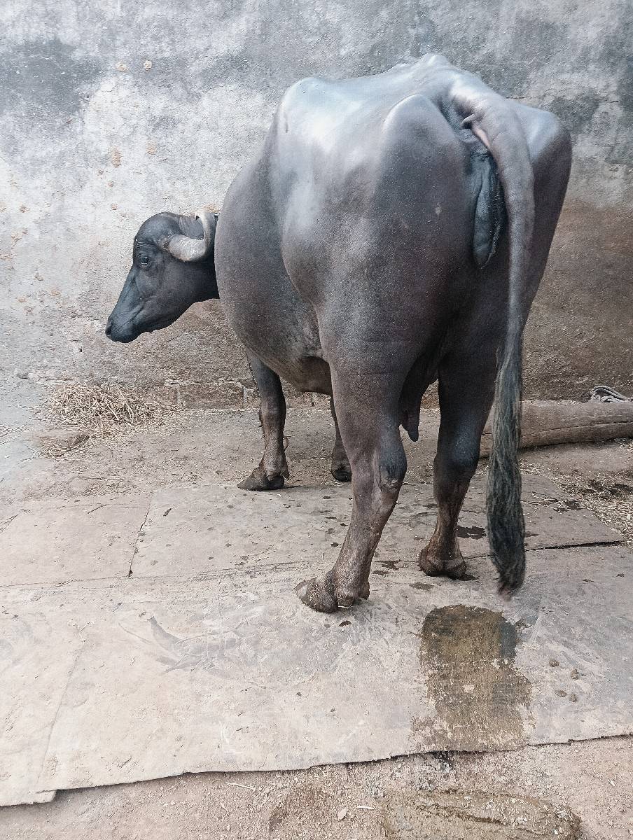 ભેંસ વેચવાની છે વેતર 3