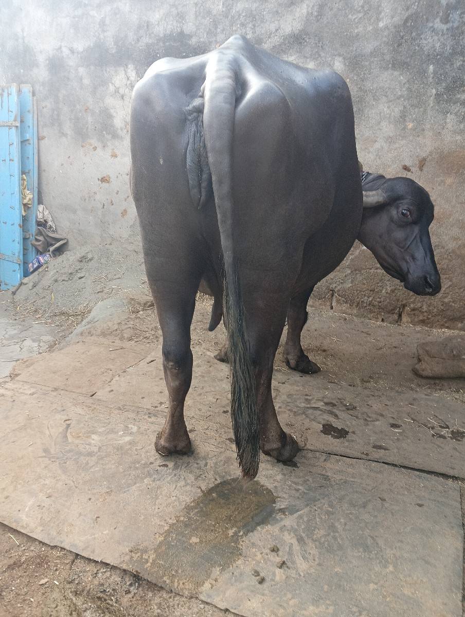 ભેંસ વેચવાની છે વેતર 3