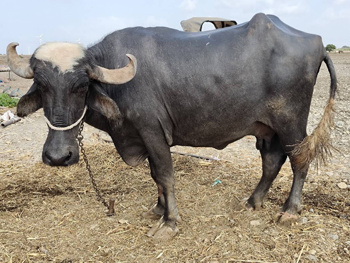ભેંસ વેચવાની છે..