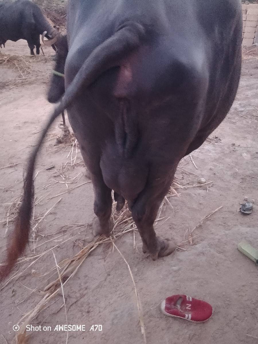 ભેંસ વેચવાની છે 4જુ વેતર