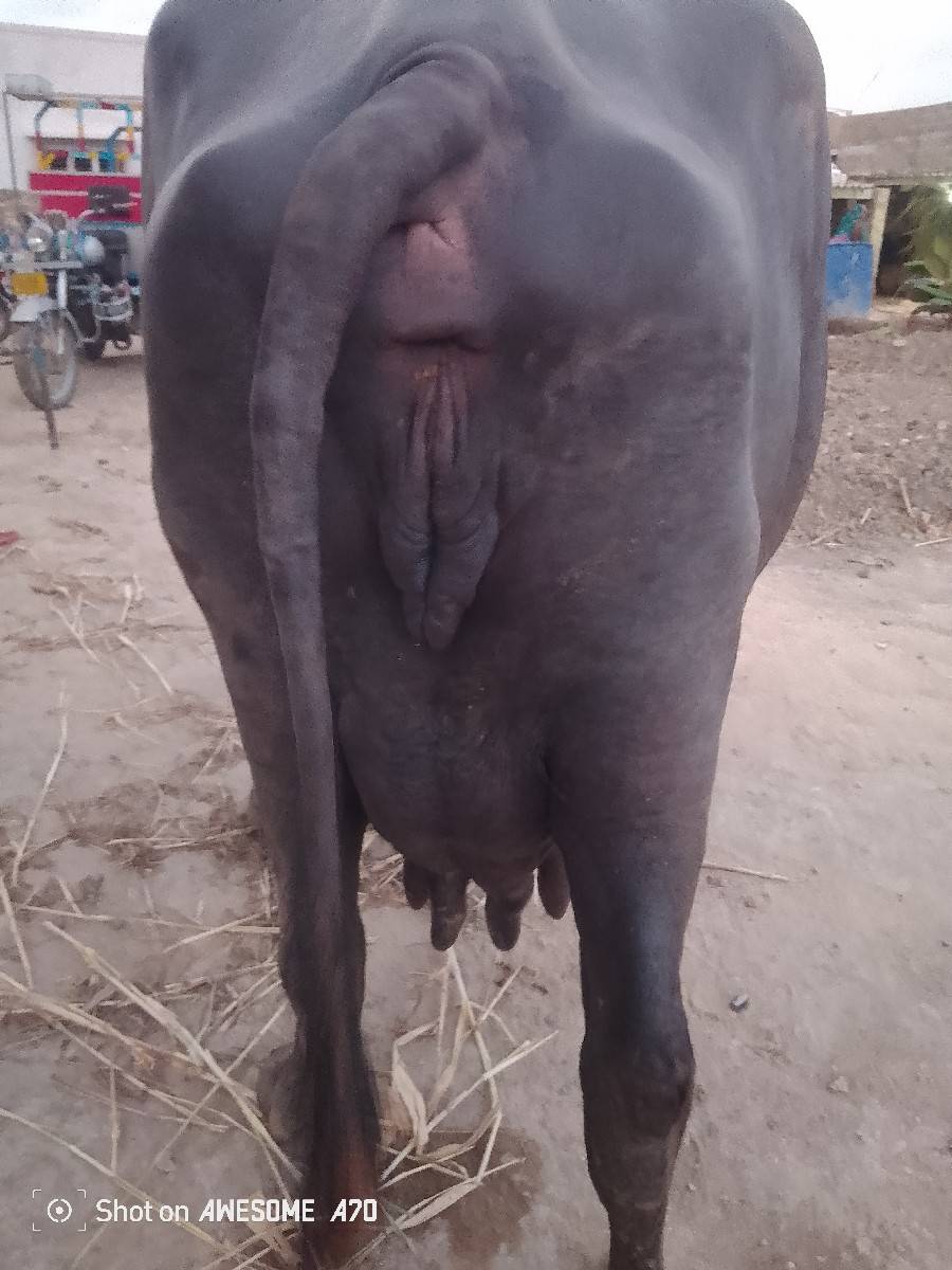 ભેંસ વેચવાની છે 4જુ વેતર