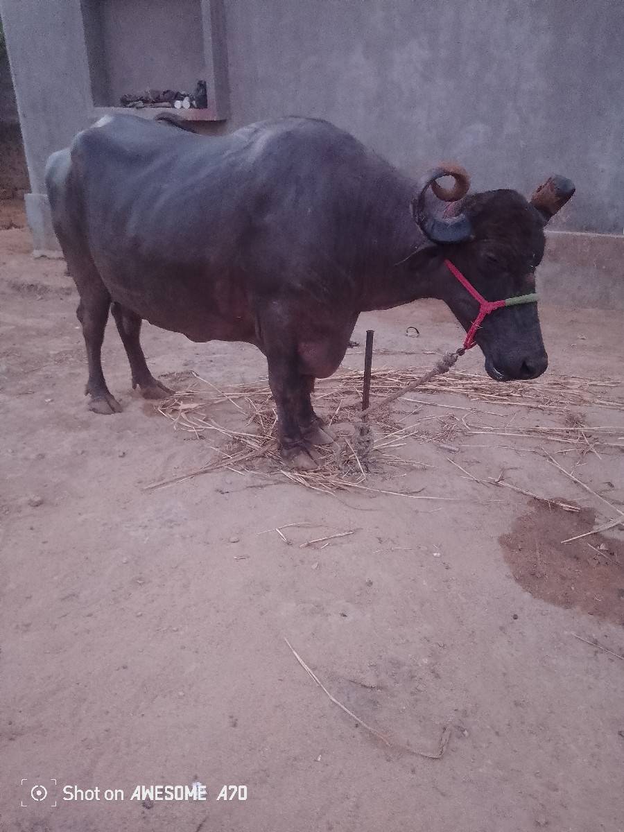 ભેંસ વેચવાની છે 4જુ વેતર