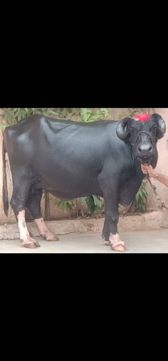 ભેસ વેસવાનિસે