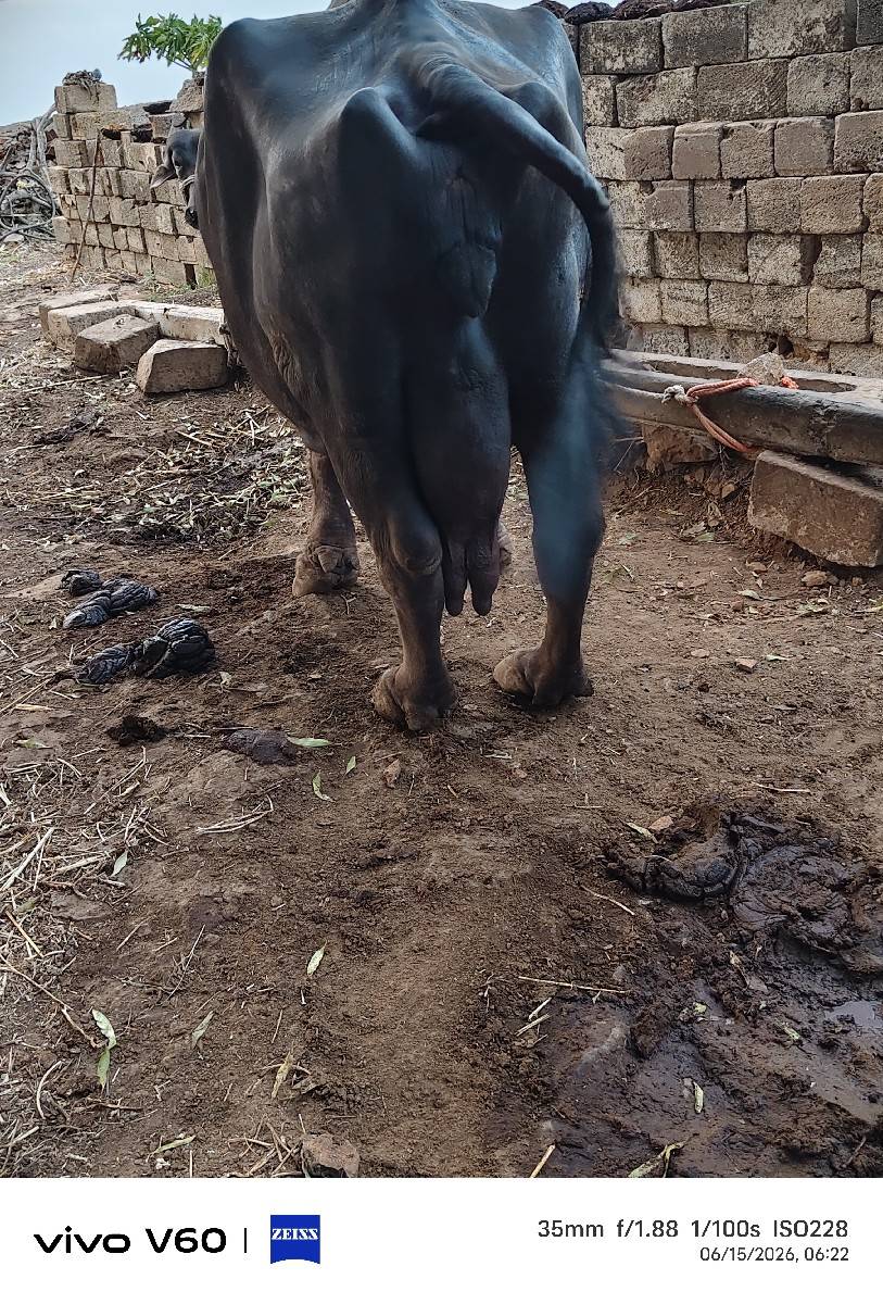 buffalo