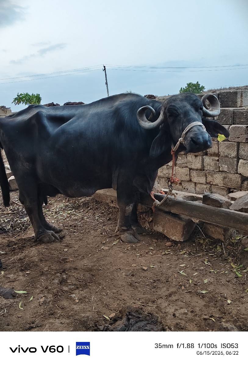 buffalo