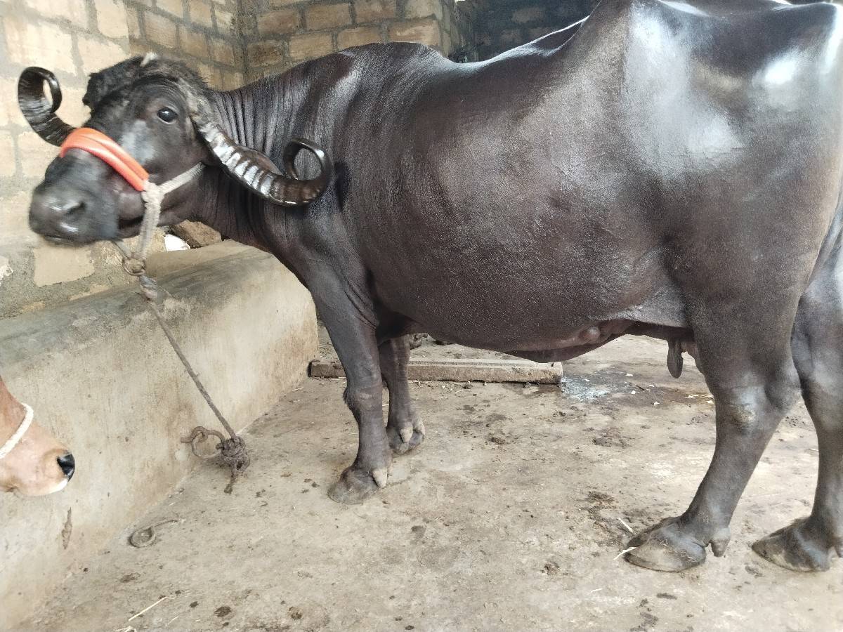 ભેંસ વેચવાની છે