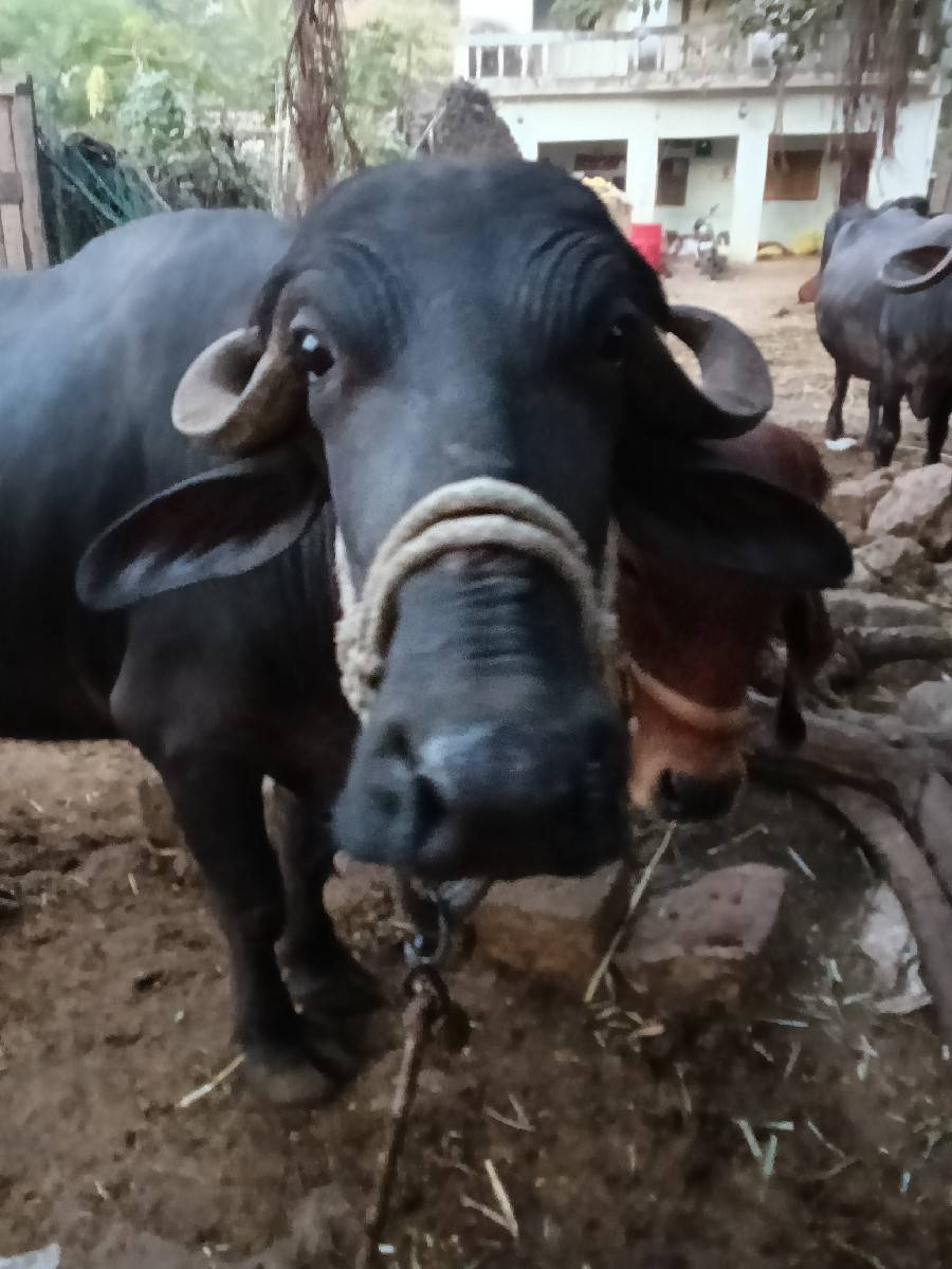 વેસવાની છે