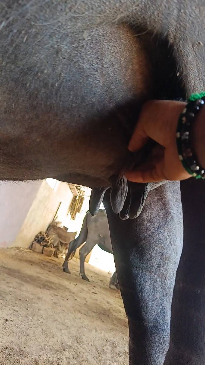 પેલા વેતર ની ભેંશ (મળેલી)