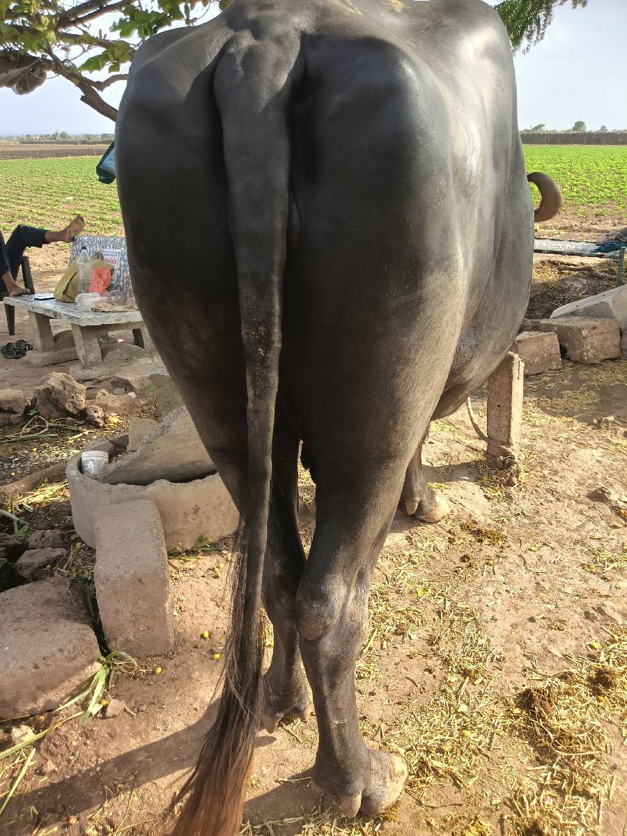વેતર ત્રીજુ વિહાશે.