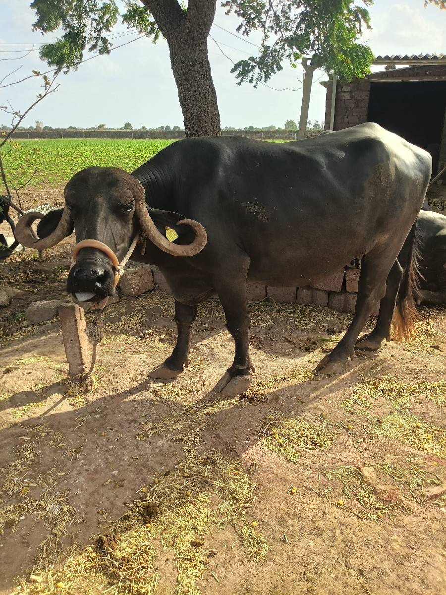 વેતર ત્રીજુ વિહાશે.