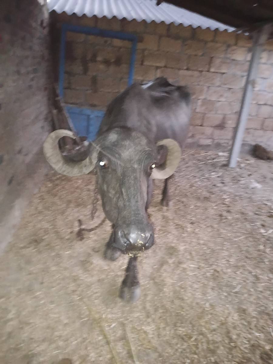 વેચવાની છે