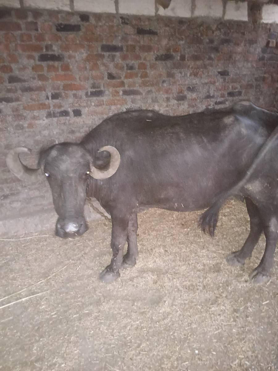વેચવાની છે