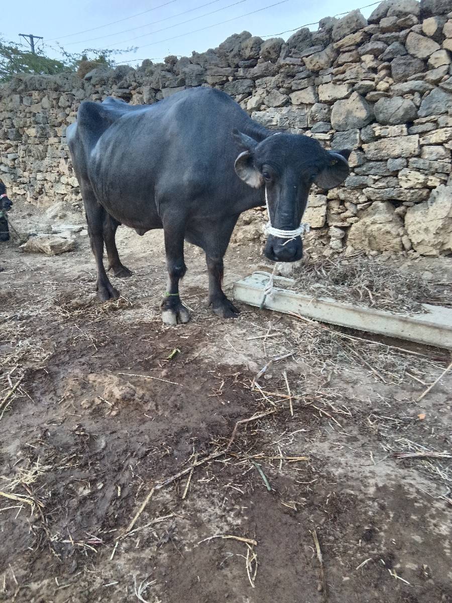 ભેસ