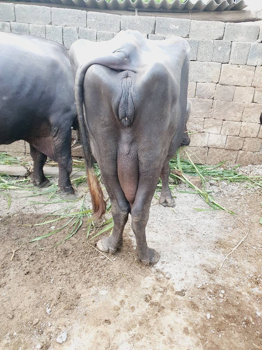ભેંશ વેચવાની છે.