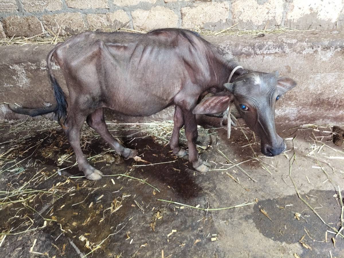 ભેંસ વેચવાની છે પહેલા
