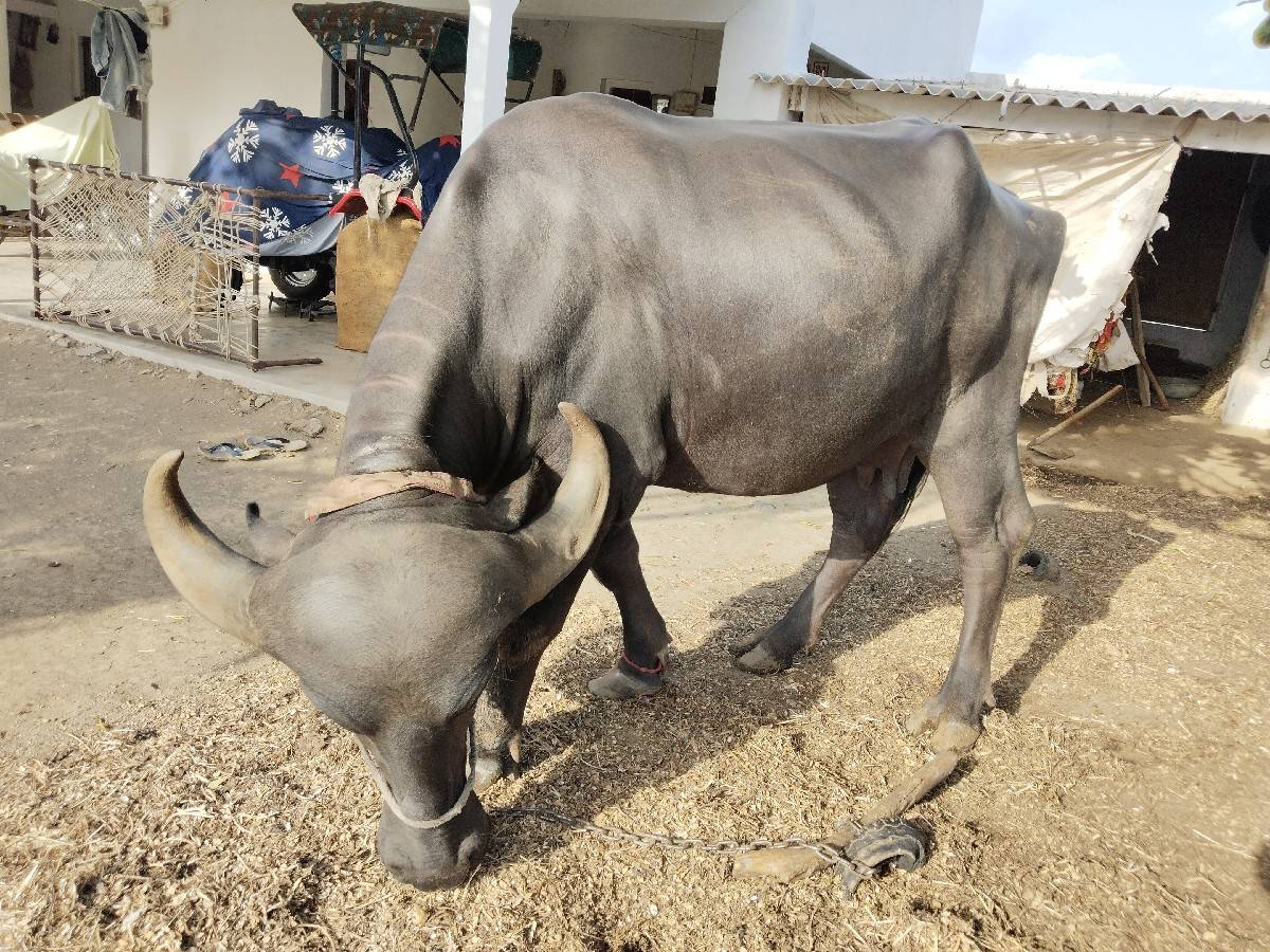 ભેંસ વેચવાની છે