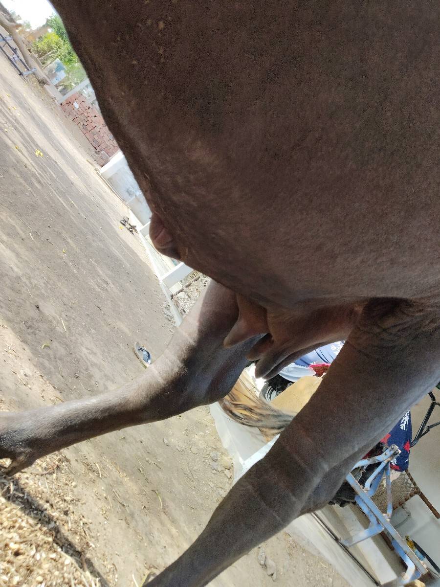 ભેંસ વેચવાની છે