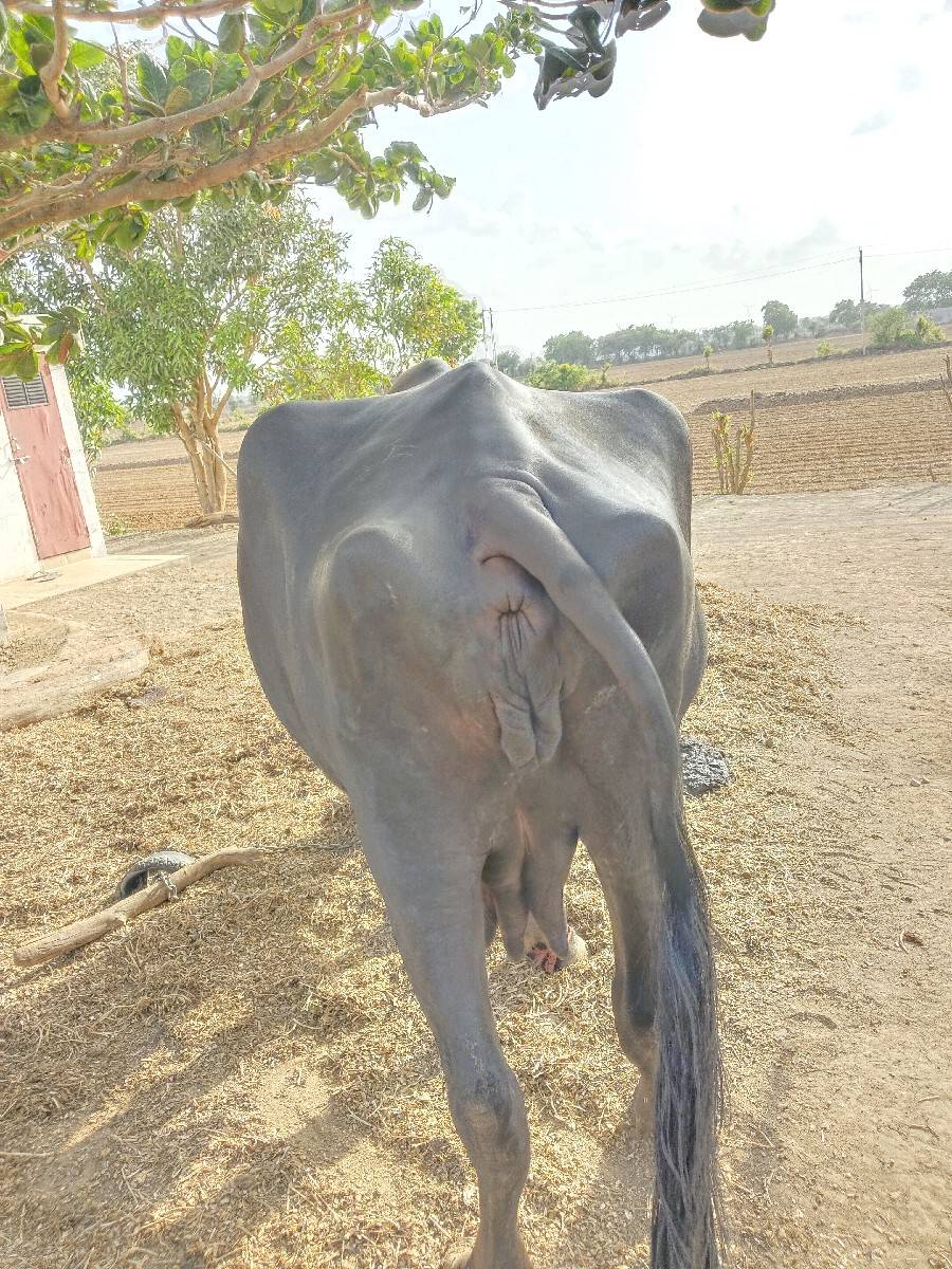 ભેંસ વેચવાની છે