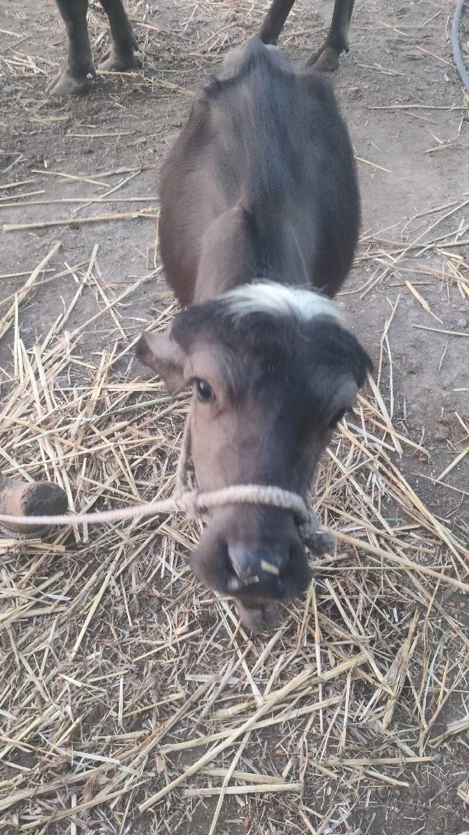 પાડો