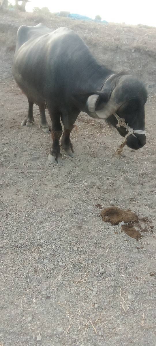 ભેસ વેચવી
