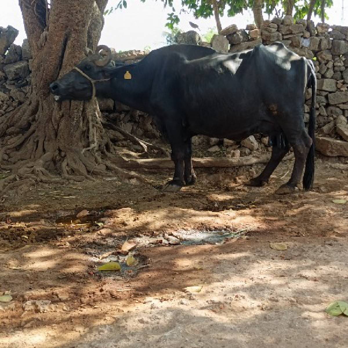 ભેંસ વેચવાની છે