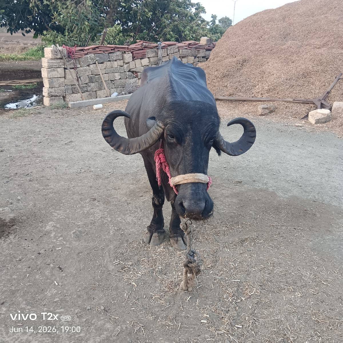 ચોથું વેતર