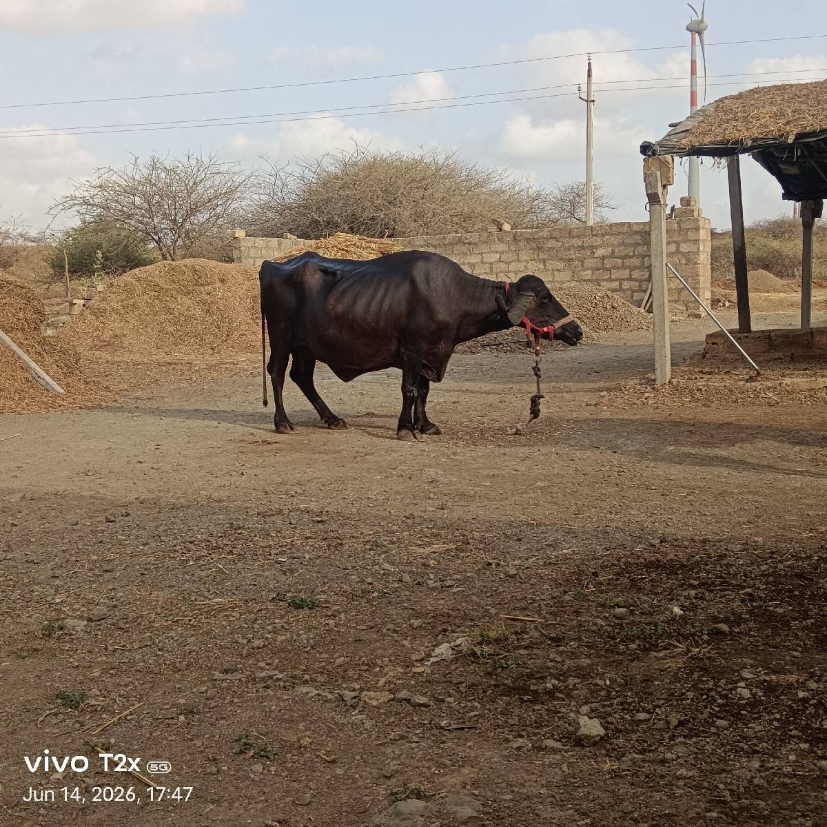 ચોથું વેતર