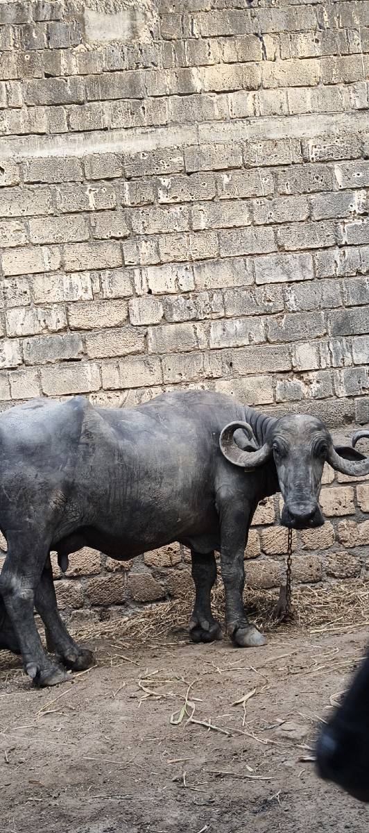 ભેસ વેસવા નીછે