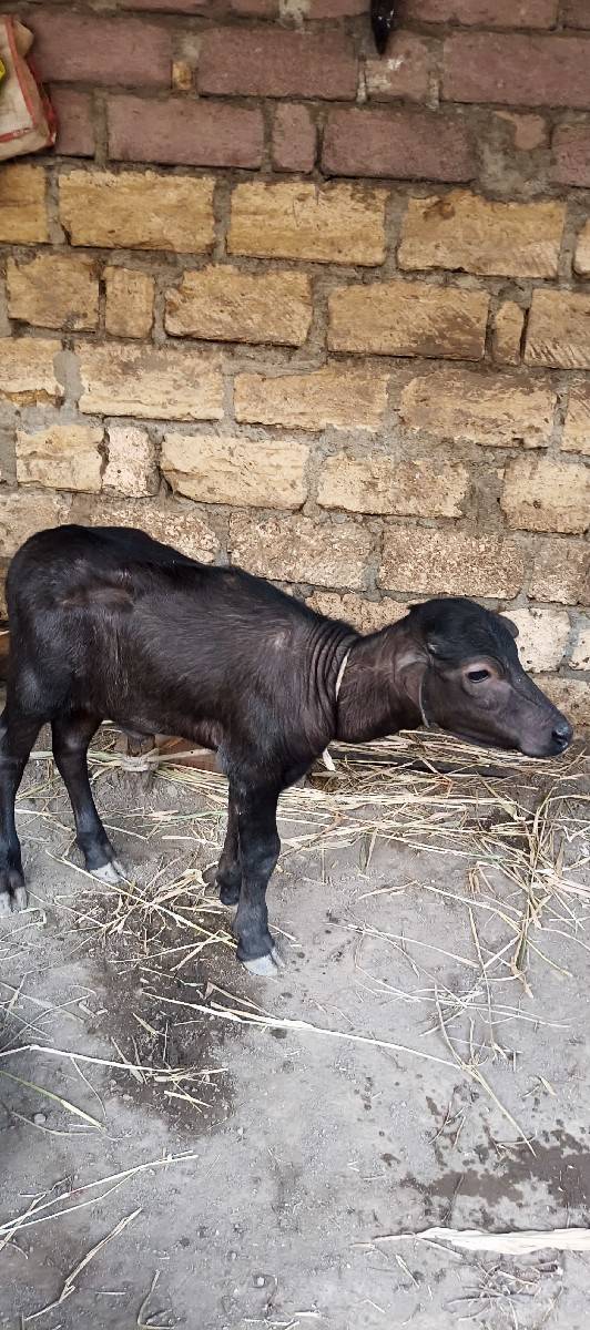 ભેસ વેસવા નીછે
