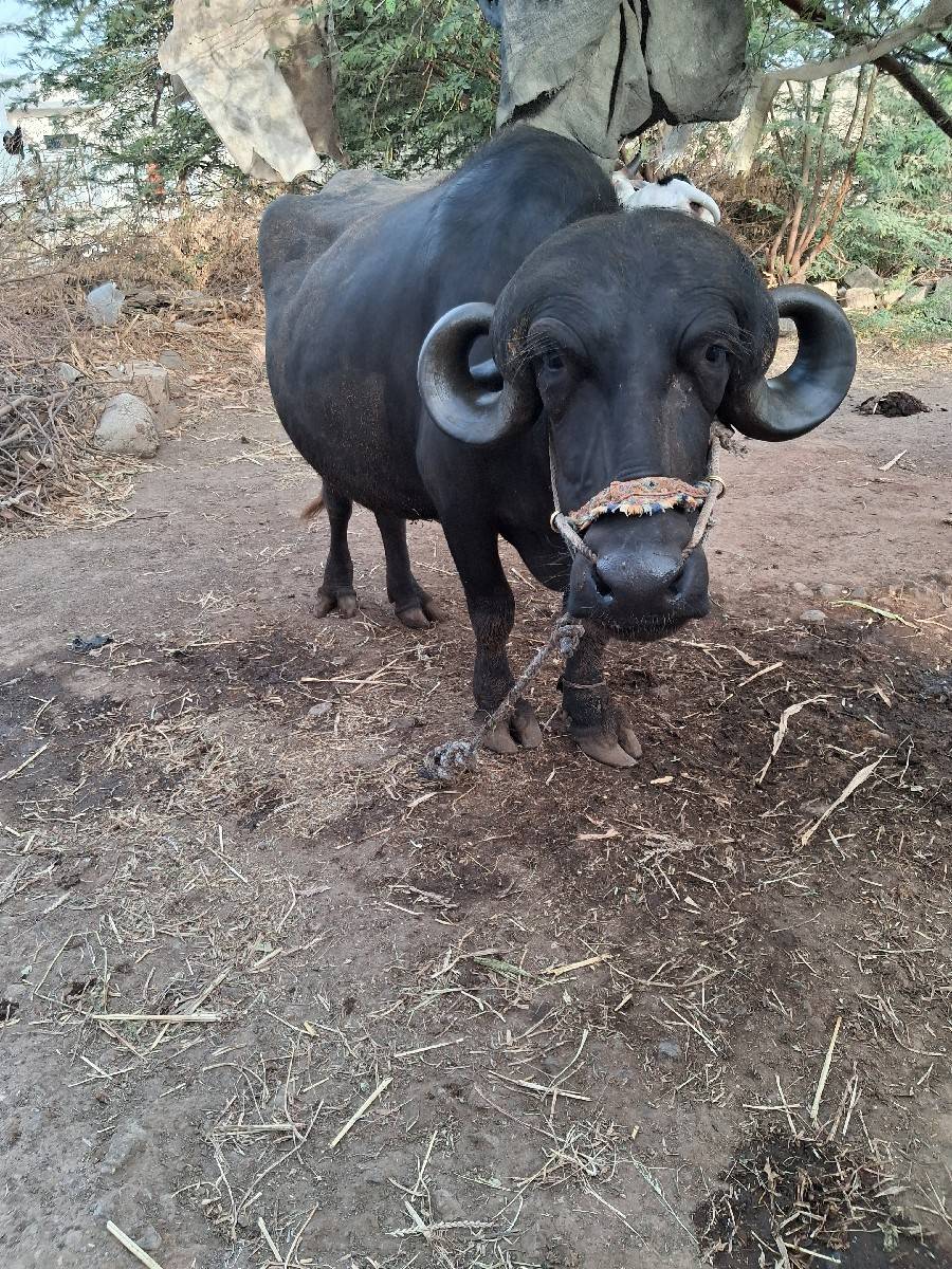 ભેસ વેચવાની છે