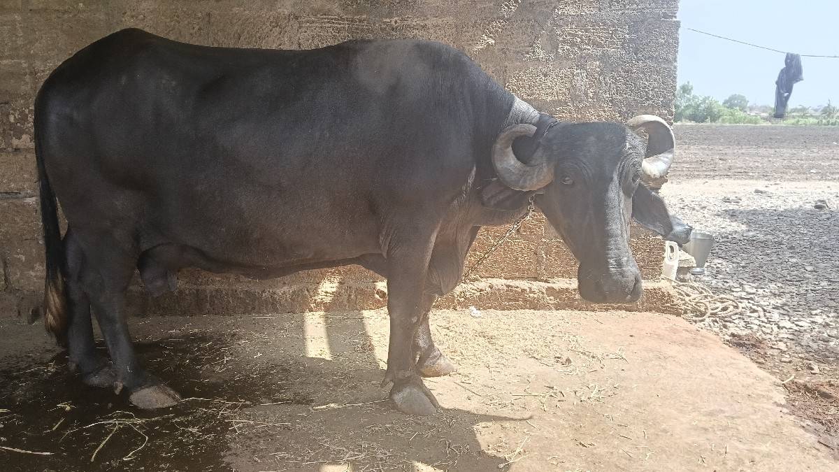 ભેસ વેચવાની છે