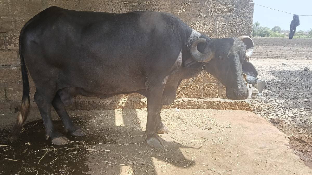 ભેસ વેચવાની છે