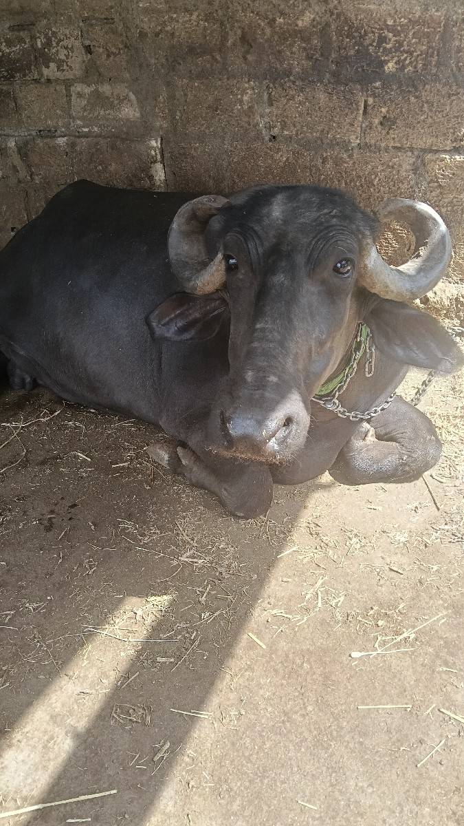 ભેસ વેચવાની છે