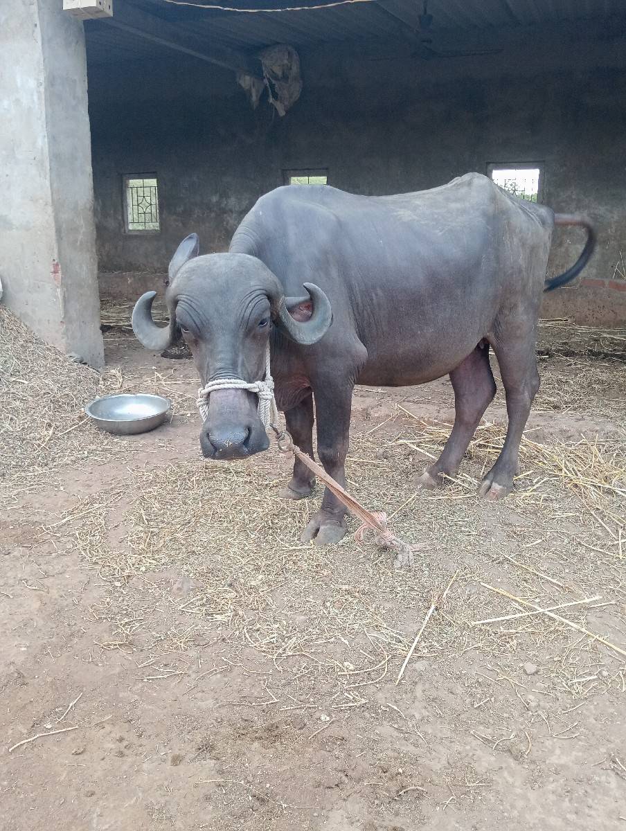 ખડેલી વેચવાની છે