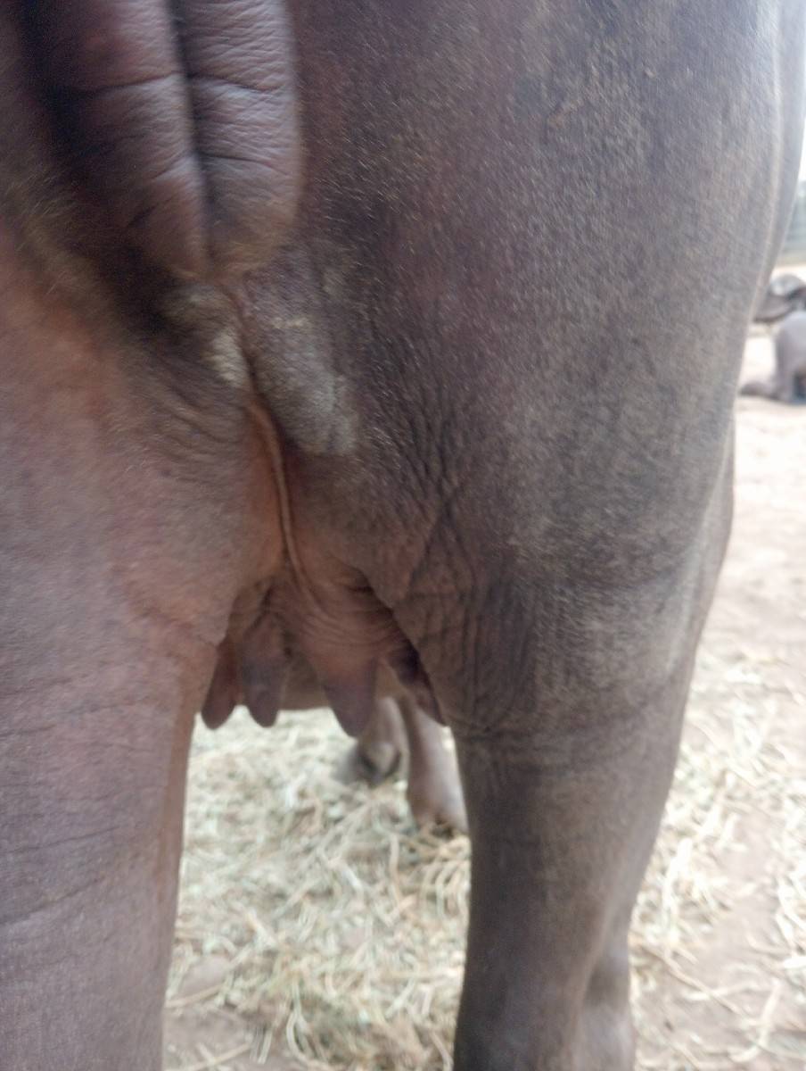 ખડેલી વેચવાની છે