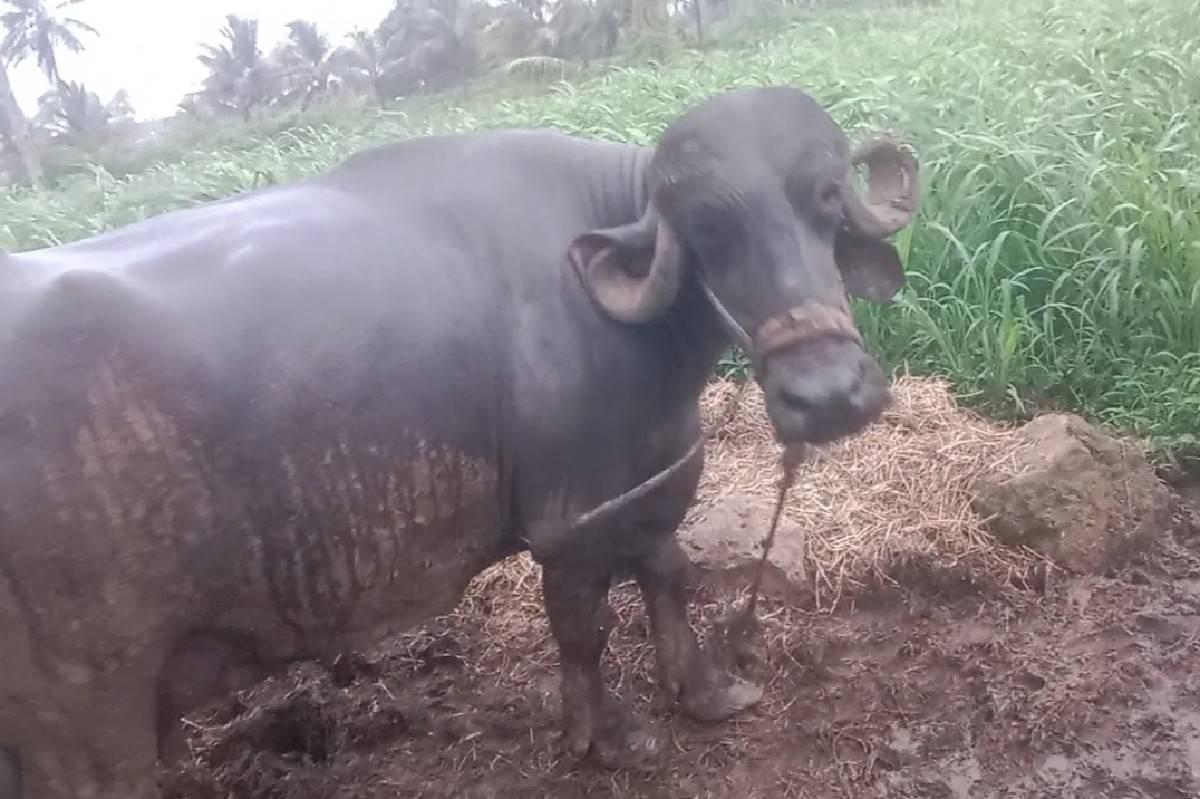 ભેંસ વેશવાની સે